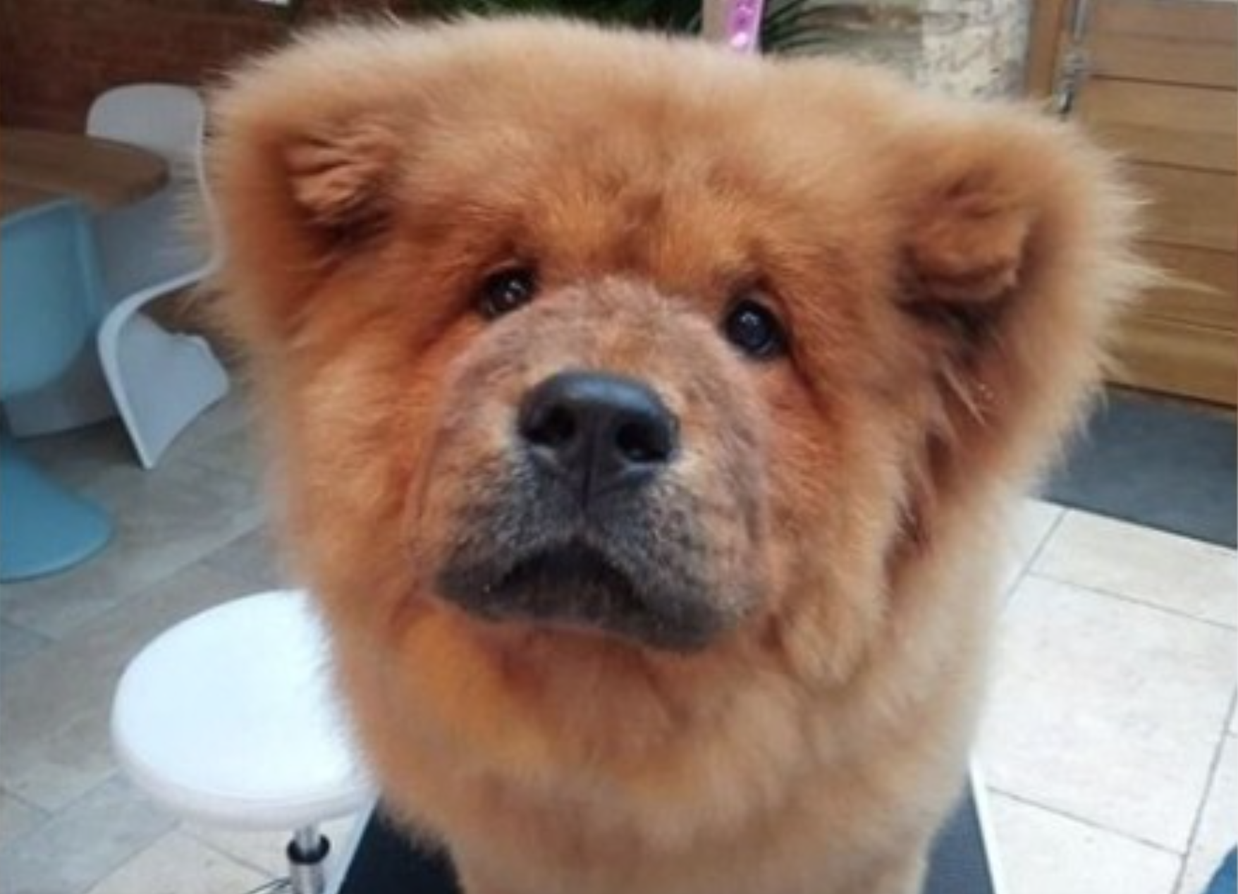 Polémica en Reino Unido por un cachorro que terminó en la carcel