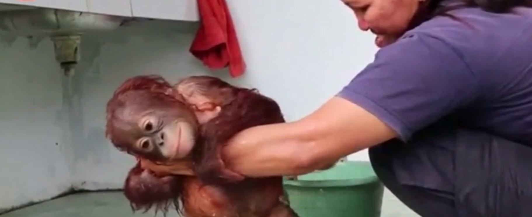 Adorable baño de orangután bebé causa furor en redes sociales