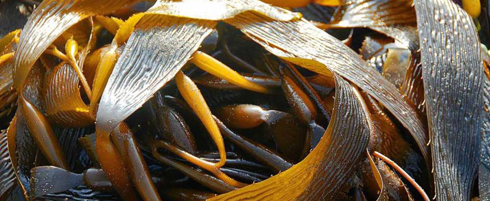 "Micro Saludable": Los beneficios del Calabacillo, alga que se encuentra por toda la costa chilena