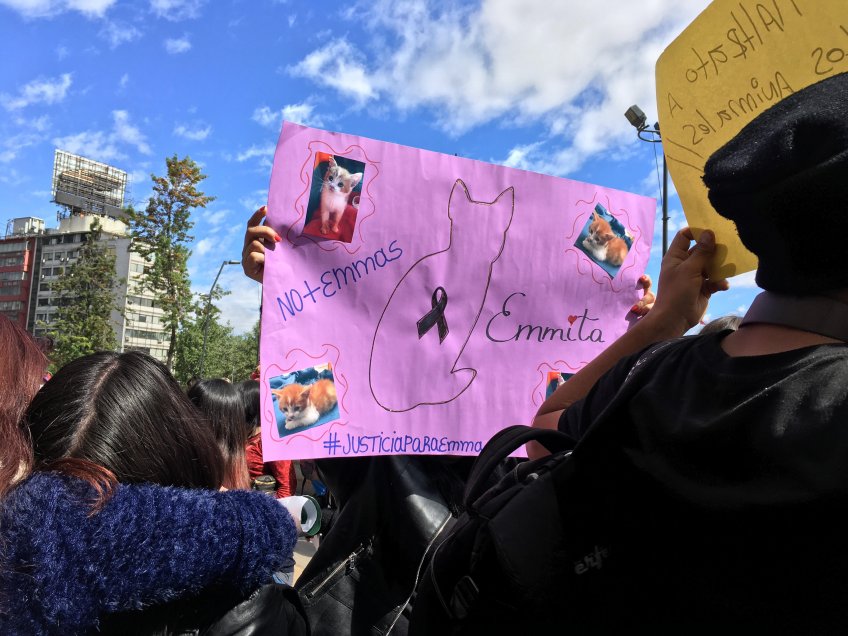"Justicia para Emma": Manifestación e indignación ha provocado el caso de la gatita que fue torturada por jóvenes