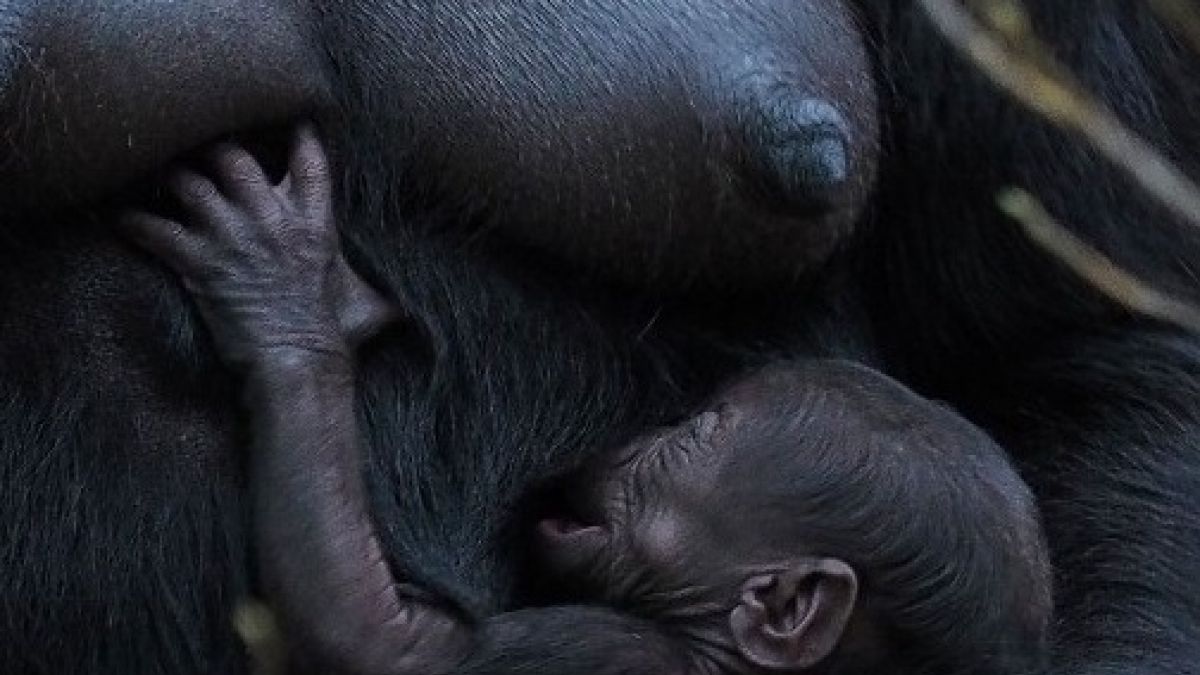Las tiernas imágenes de un gorila recién nacido en el zoológico de Moscú