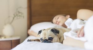 ¡Lo dice la ciencia! Mujeres dormirían mejor con su perros que con su parejas