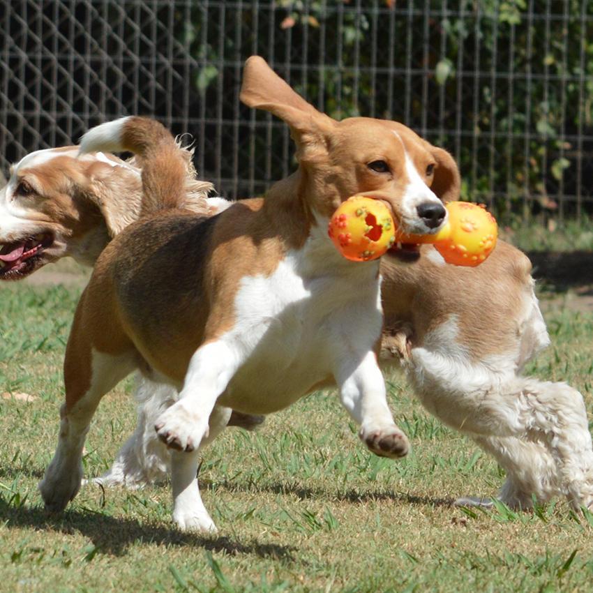 Booking incluye lugar de hospedaje para perros entre sus opciones cerca de Chile