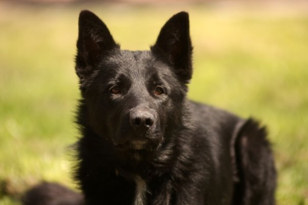 ¿El Black puede salir? El tierno video de niño que va a buscar a un perro para jugar con él