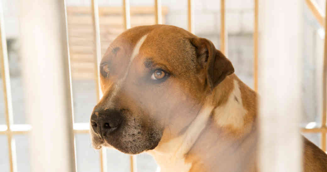 Indignación en redes sociales: Graban el rescate de un perro enterrado vivo