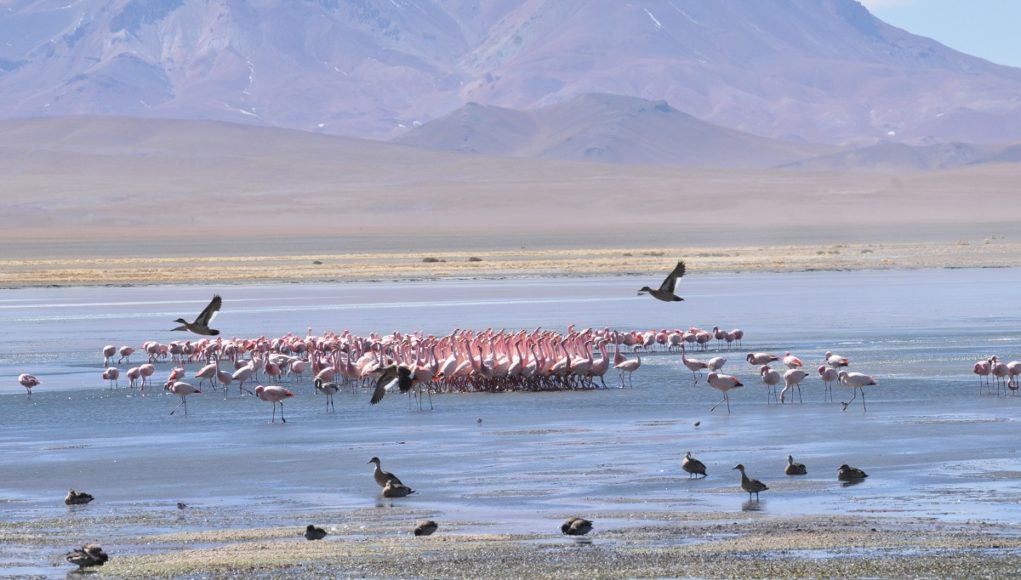 Cierran temporalmente el Salar de Tara y Aguas Calientes I hasta marzo