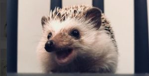 Rick, el tierno erizo que causa sensación con su particular 'sonrisa'