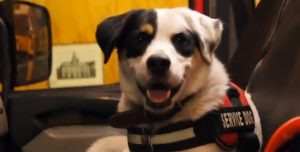 La campaña de Bomberos de Valparaíso para cuidar a las mascotas en Año Nuevo protagonizada por perritos