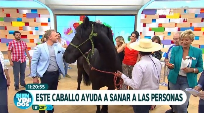 Risas provocó el caballo invitado a "Bienvenidos": defecó en el estudio
