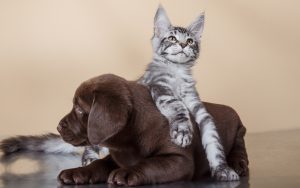 Gran Bretaña prohibirá la venta de perritos y gatitos menores de 6 meses