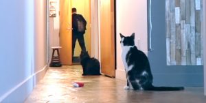 Hombre grabó a sus gatos cuando se quedan solos y el resultado es conmovedor