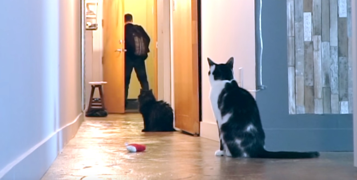 Hombre grabó a sus gatos cuando se quedan solos y el resultado es conmovedor