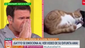El video viral de un gatito que hizo llorar a Ignacio Gutiérrez en "Muy buenos días"
