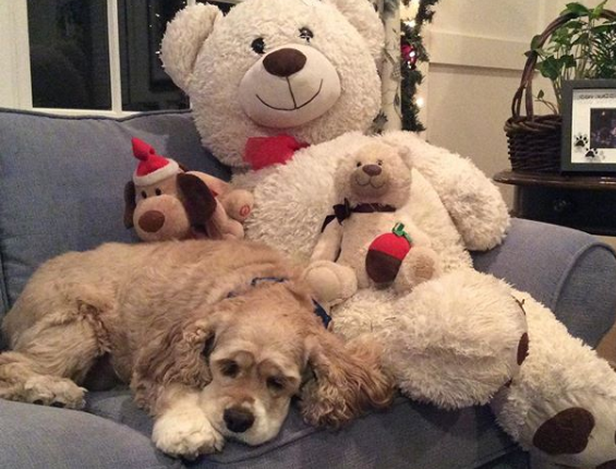 ¡Ternura! perrito espera a su peluche favorito salir de la lavadora