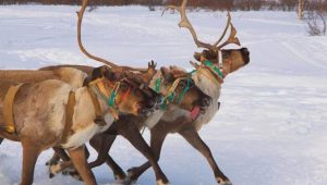 Mira las tiernas imágenes de un raro reno blanco en medio de la nieve