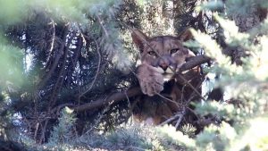Directora del Zoológico del Parque Metropolitano: "Es importante no alimentar pumas y cóndores"