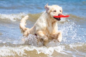¡Atención Doglovers! Habilitan primera playa exclusiva para perros en Santo Domingo