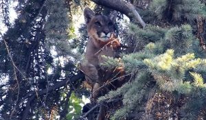 Así fue el polémico rescate del puma atrapado en un árbol