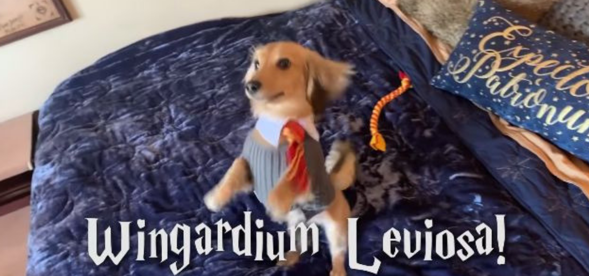 Perro entrenado con trucos de "Harry Potter" causa furor en redes sociales