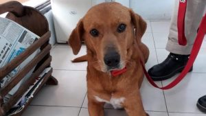 La triste historia de perrito al que devolvieron por "robarse" un poco de comida