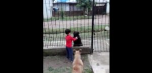 Tierno gesto: Niño se hace viral al compartir la comida de su perro con otro de la calle