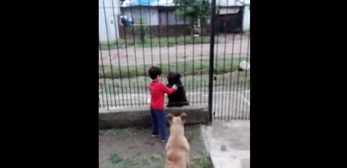 Tierno gesto: Niño se hace viral al compartir la comida de su perro con otro de la calle