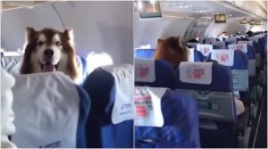 Enorme perro sorprendió a pasajeros de avión por su comportamiento ejemplar