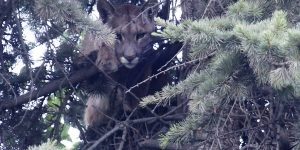 Intenso operativo se depsliega en Lo Barnechea por puma en un árbol