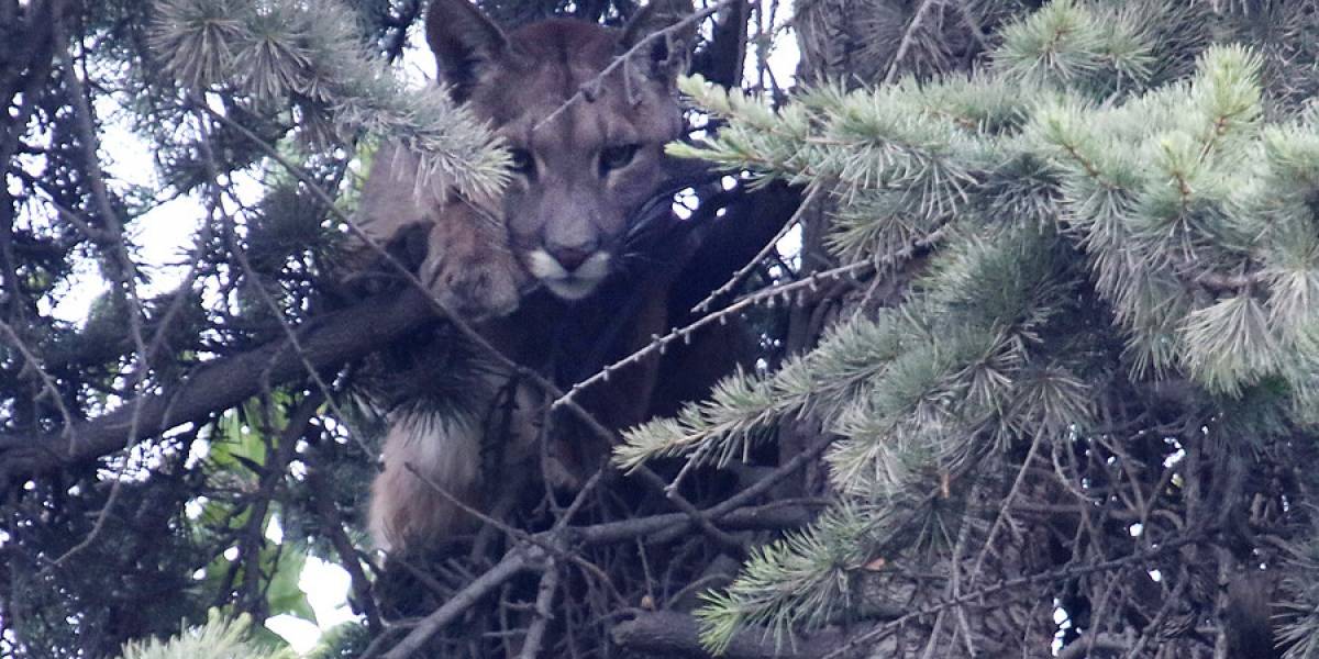 Intenso operativo se depsliega en Lo Barnechea por puma en un árbol