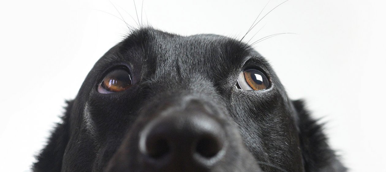 ¿Y tú ya inscribiste a la tuya? El 12 de febrero termina el plazo para inscribir mascotas por "Ley Cholito"