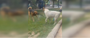 Tenían sed: tierno "vandalismo" de tres perros que cautivó las redes sociales