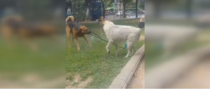Tenían sed: tierno "vandalismo" de tres perros que cautivó las redes sociales