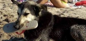 Perrito playero se hace viral por 'robar' sandalias de los turistas