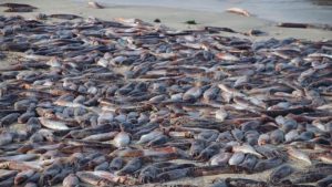 Segunda varazón de jibias en Bahía Inglesa moviliza a autoridades