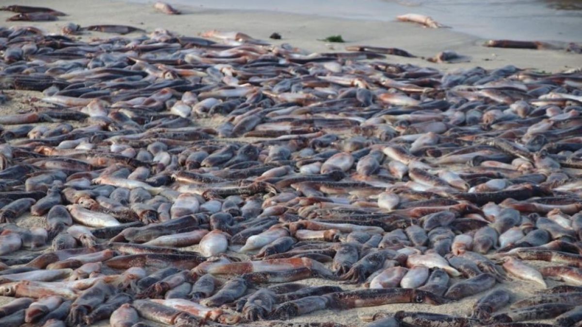 Segunda varazón de jibias en Bahía Inglesa moviliza a autoridades