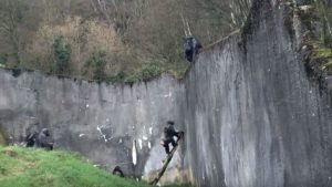 Chimpancés escapan de un zoológico utilizando solo la rama de un árbol