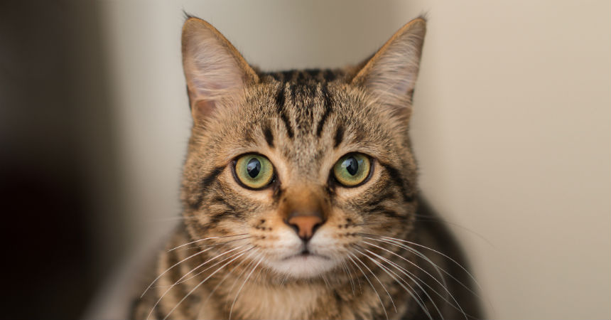 El gato fanático de las películas de acción que sorprende en la web