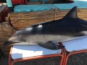 Delfín encontrado en playa de Antofagasta habría muerto a causa de pesca con dinamita