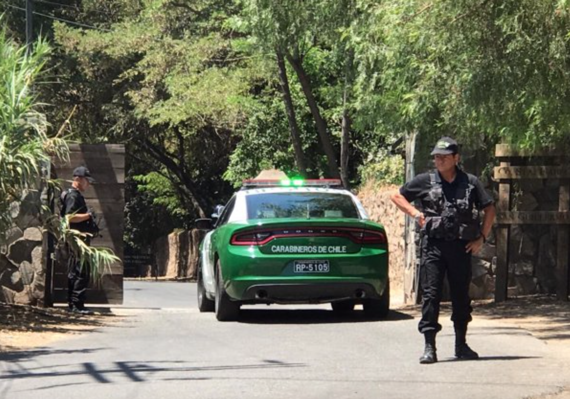 Nuevamente un puma queda atrapado sobre un árbol