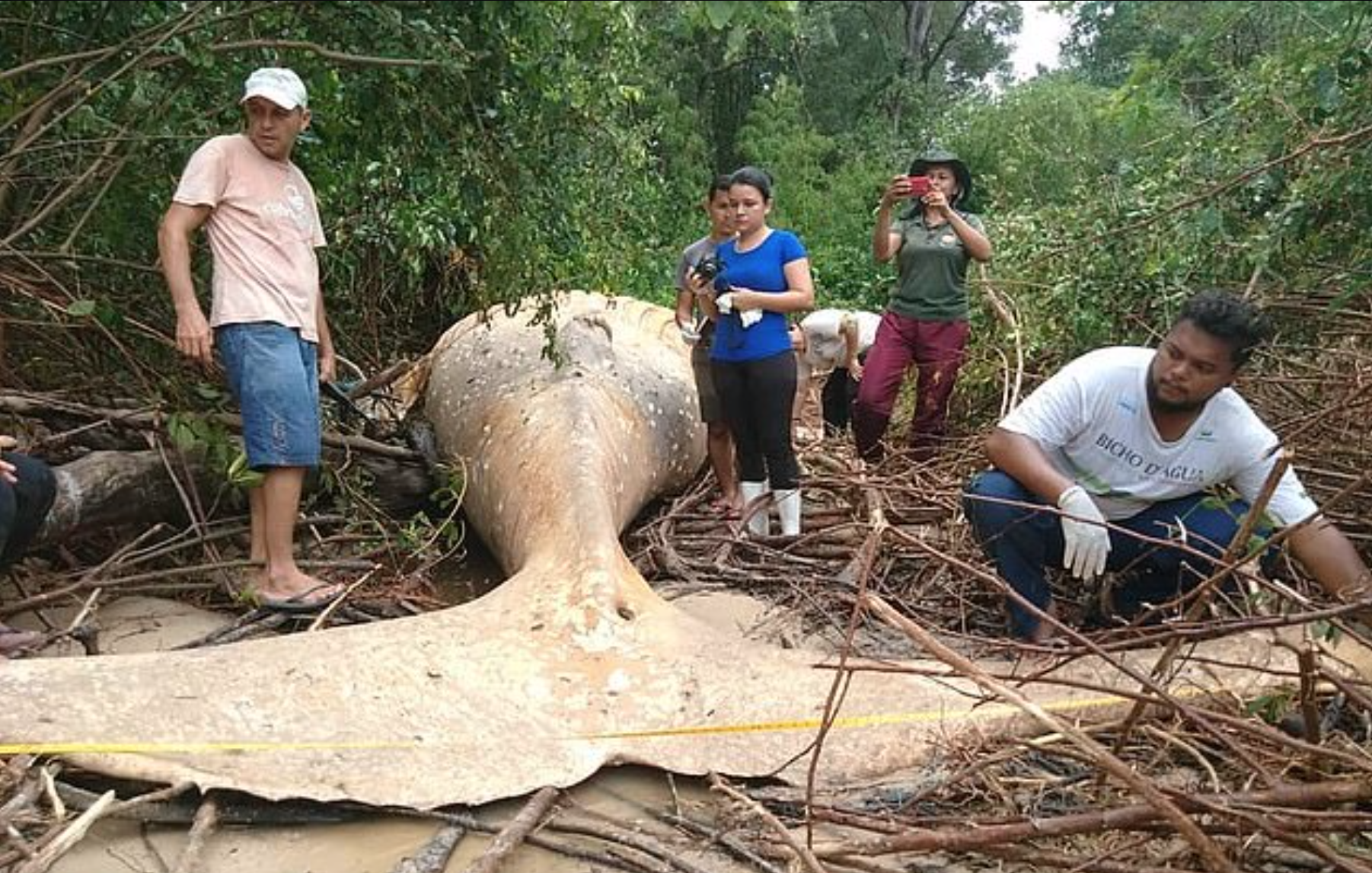De no creer: ballena aparece muerta en medio del Amazonas
