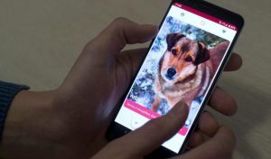 Al estilo de Tinder: Crean app que conecta personas con mascotas