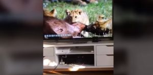 La asustadiza reacción de un gato al ver a leones devorando a su presa