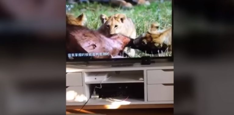 La asustadiza reacción de un gato al ver a leones devorando a su presa
