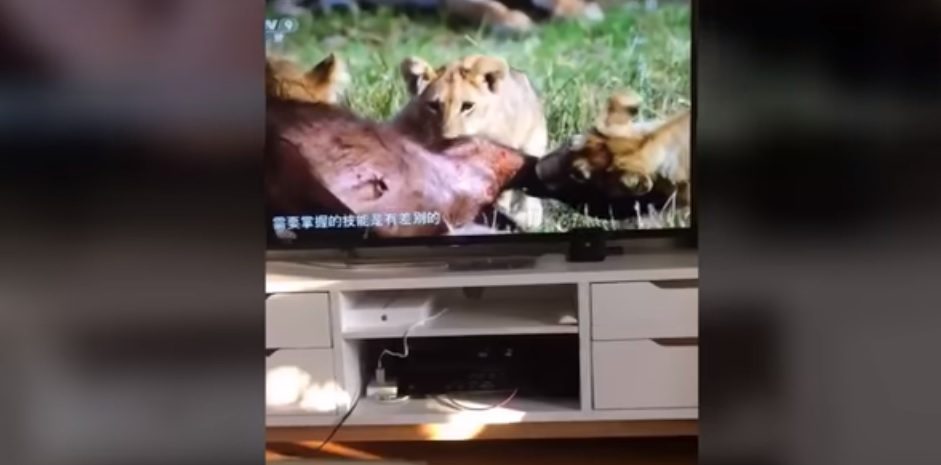 La asustadiza reacción de un gato al ver a leones devorando a su presa