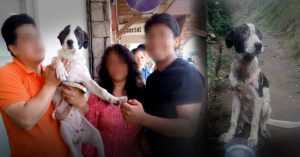 Denuncian a familia que adoptó a una perrita y luego la abandonó por estar enferma