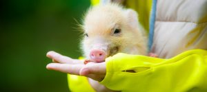 Esto es lo que realmente cuesta tener un 'Mini Pig' en Chile