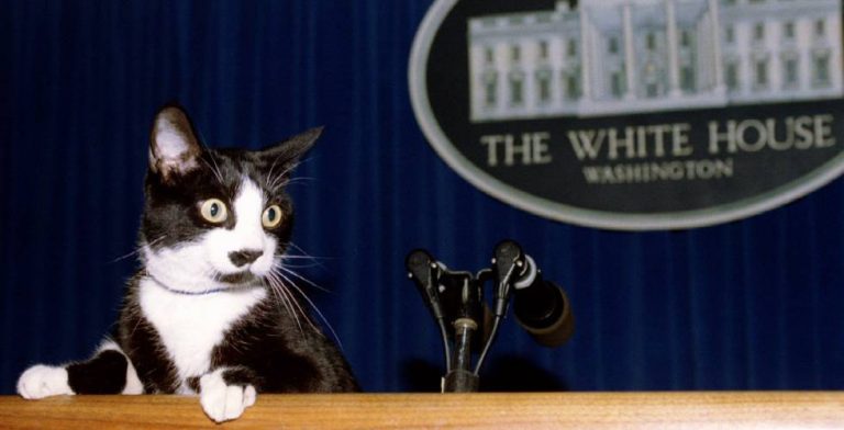 Así celebraron las redes sociales el día internacional del gato
