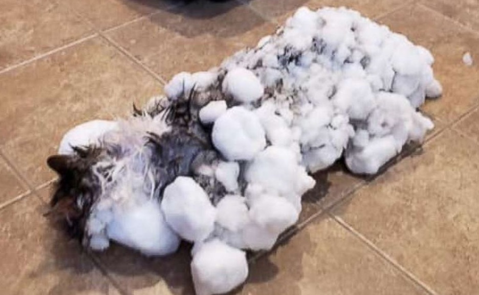 Gatito congelado 'revive' luego de ser rescatado de la nieve