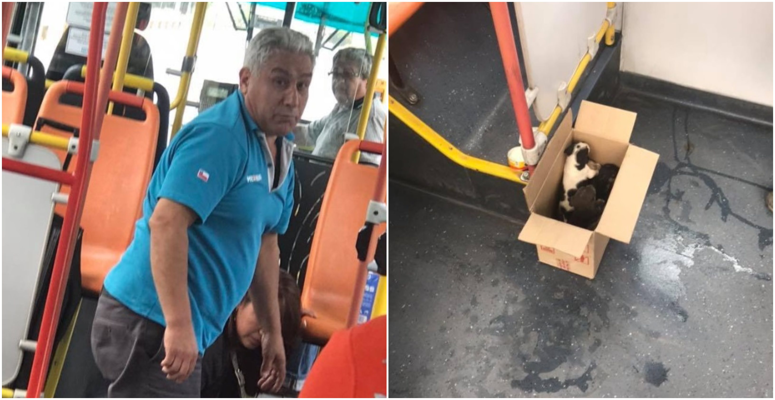 Conductor de Transantiago fue alabado por pasajeros ante noble gesto con cachorros abandonados