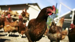 ¿Selección natural? Gallinas matan a zorro que se metió a su gallinero